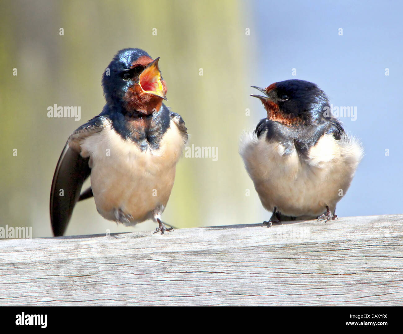 Detaillierte schließen sich zwei Rauchschwalbe (Hirundo Rustica), mit einem temperamentvollen jemanden, der eine ein Zorn passen Stockfoto