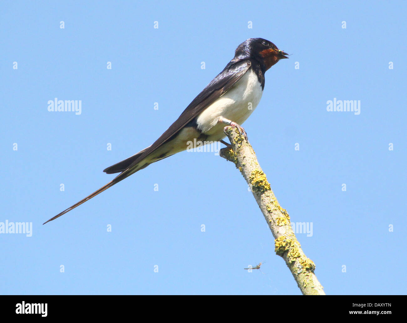 Ausführlichen schließen sich von einer Rauchschwalbe (Hirundo Rustica) posiert vor einem strahlend blauen Himmel mit einige Insekten, die er gefangen Stockfoto