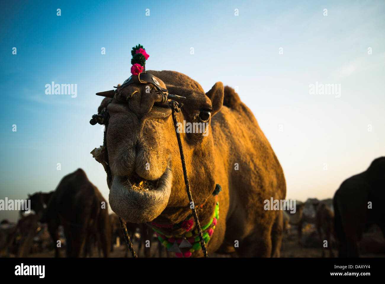 Nahaufnahme eines Kamels in Pushkar Camel Fair, Pushkar, Ajmer, Rajasthan, Indien Stockfoto