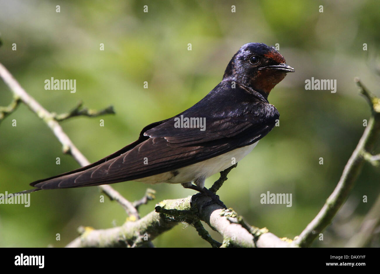 Ausführlichen schließen sich von einer Rauchschwalbe (Hirundo Rustica) posiert Stockfoto