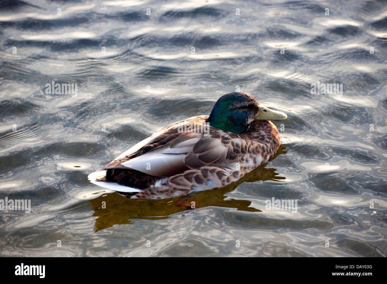 Stockente im Wasser und auf Wasser-Rand stehen diverse Fotos Stockfoto