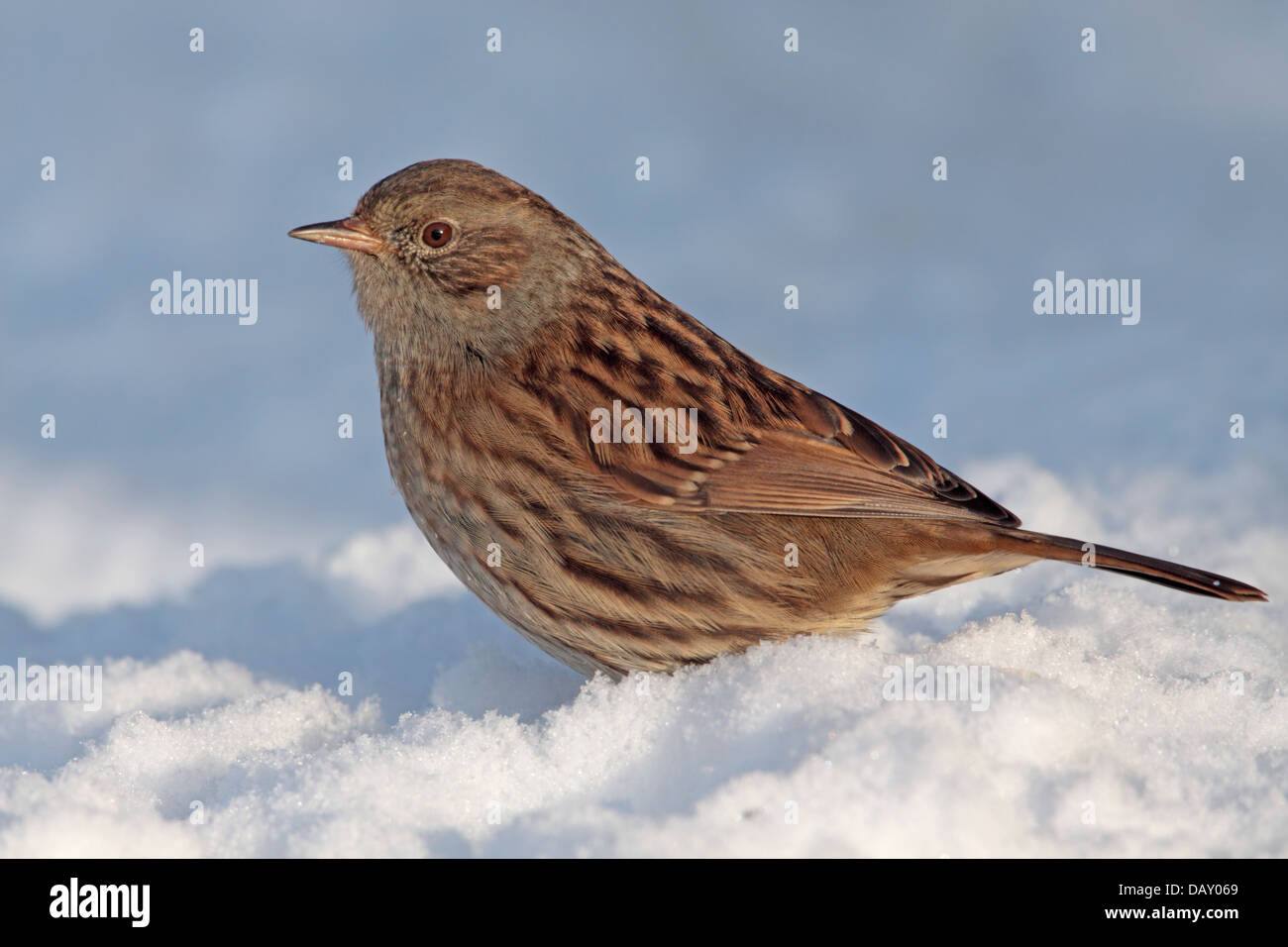 Heckenbraunelle Prunella Modularis oder Hedge beobachtet im Schnee in einem englischen Garten Stockfoto