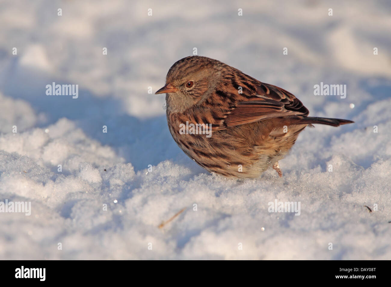 Heckenbraunelle Prunella Modularis oder Hedge beobachtet im Schnee in einem englischen Garten Stockfoto