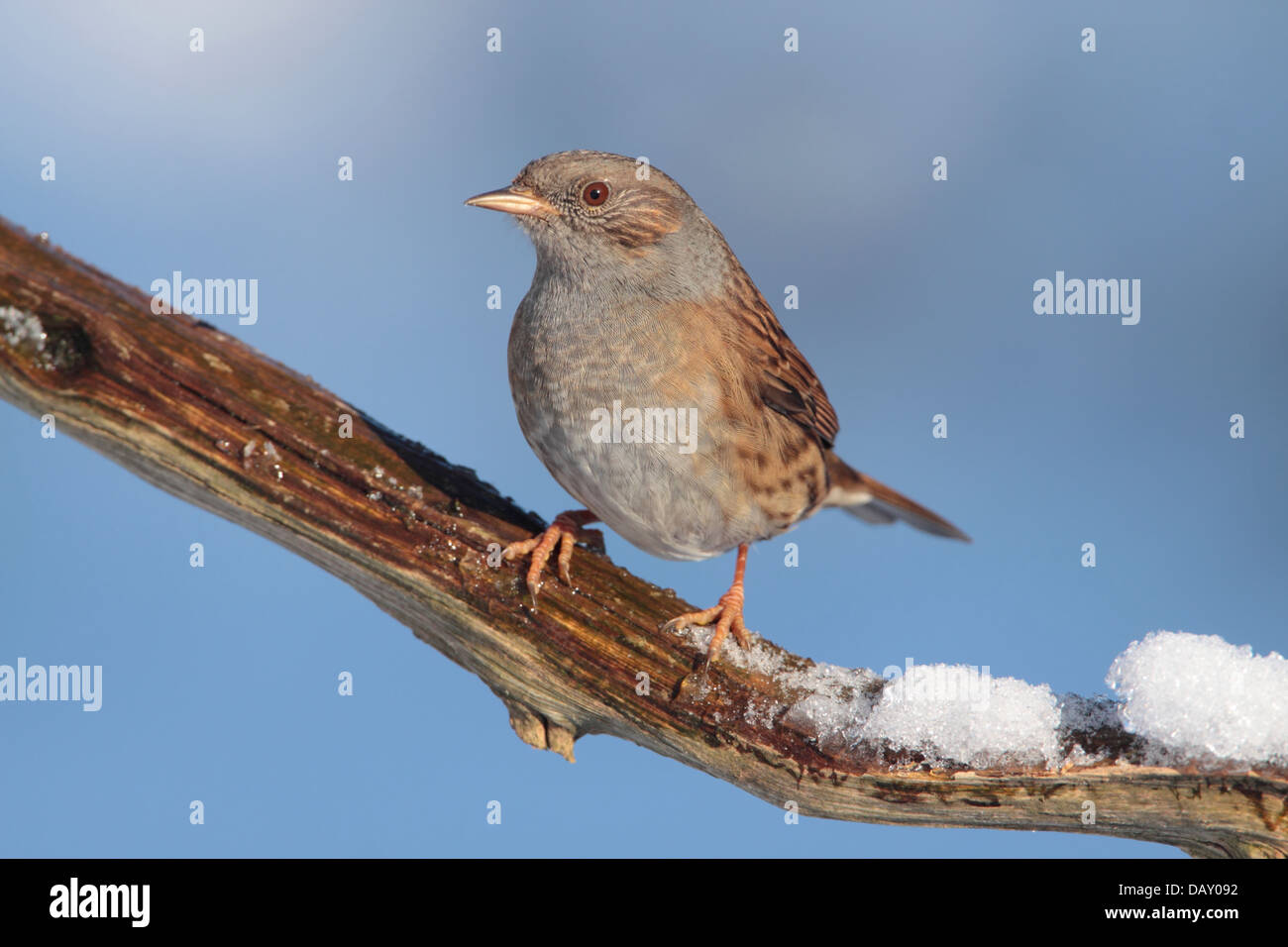 Heckenbraunelle Prunella Modularis oder Hedge beobachtet im Schnee in einem englischen Garten Stockfoto