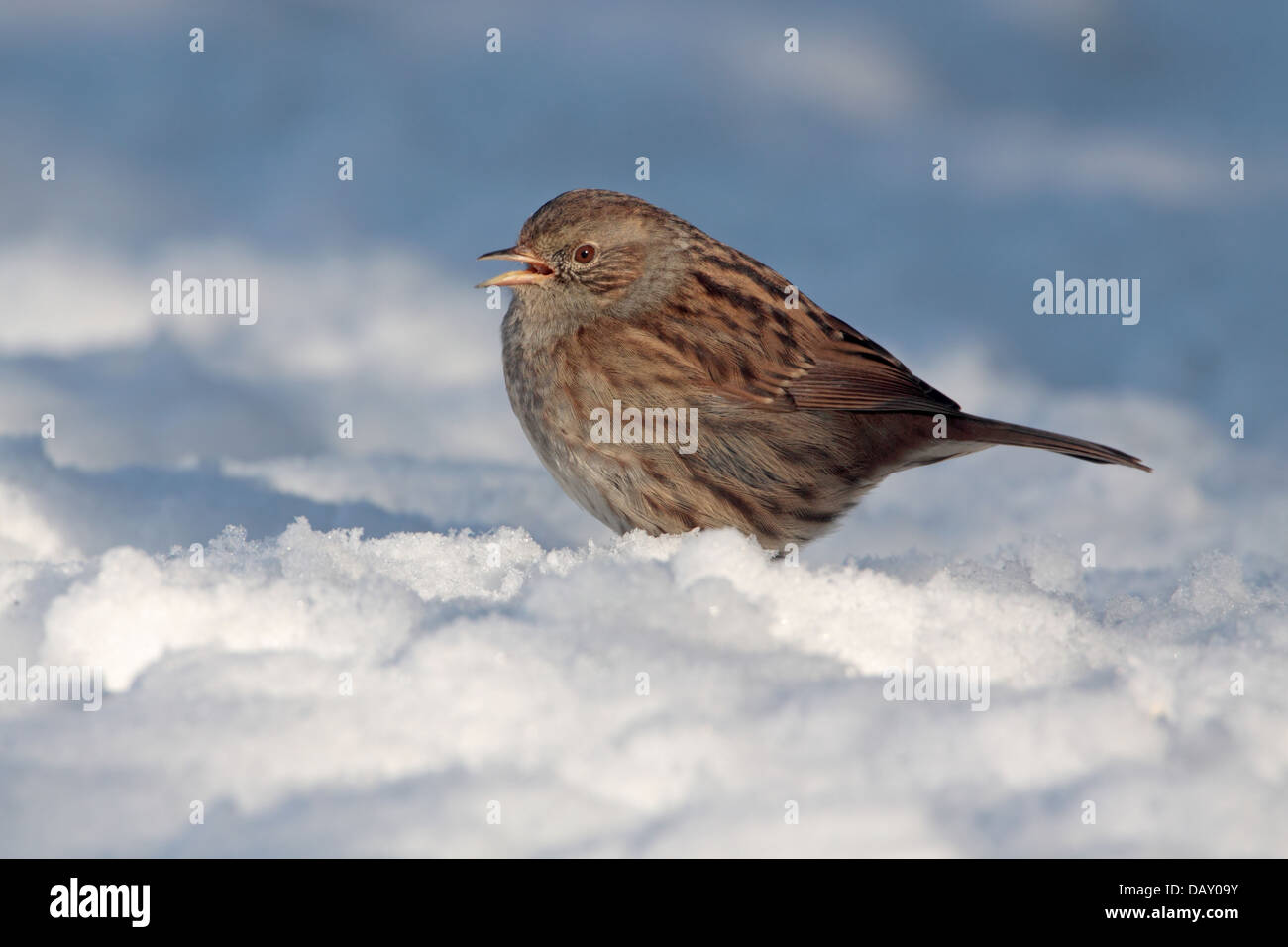 Heckenbraunelle Prunella Modularis oder Hedge beobachtet im Schnee in einem englischen Garten Stockfoto