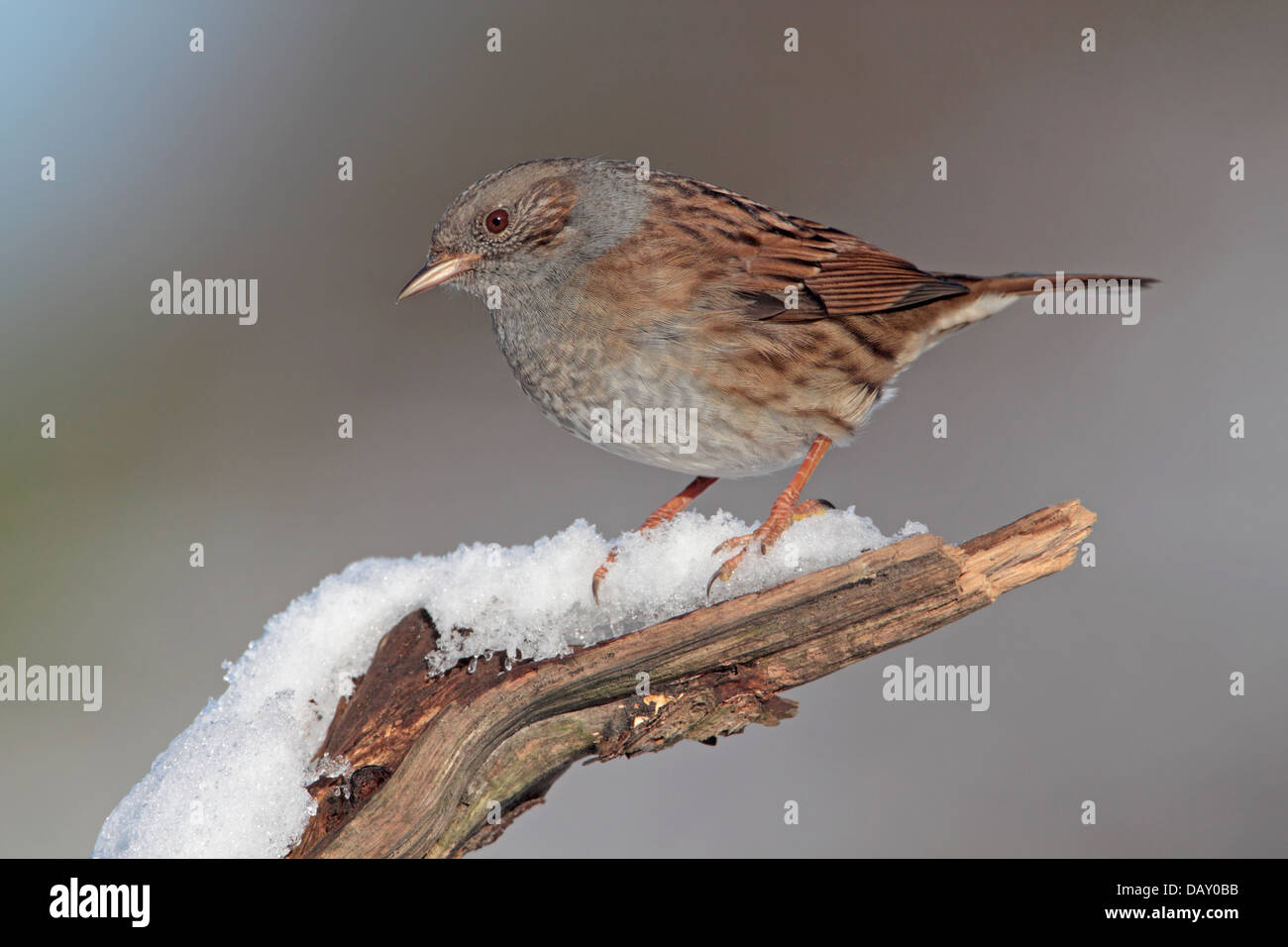 Heckenbraunelle Prunella Modularis oder Hedge beobachtet im Schnee in einem englischen Garten Stockfoto