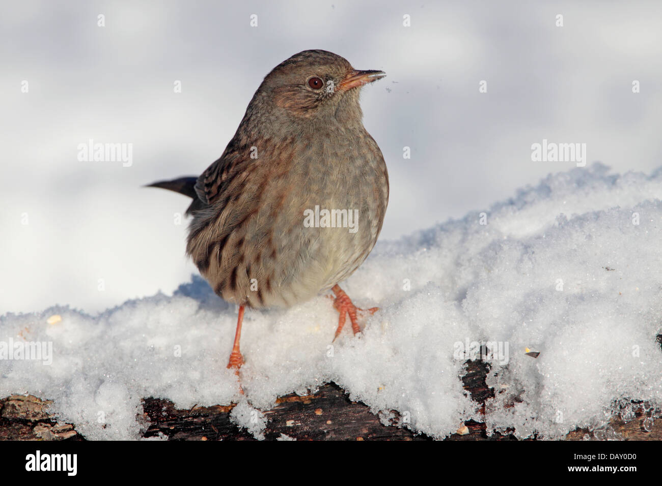 Heckenbraunelle Prunella Modularis oder Hedge beobachtet im Schnee in einem englischen Garten Stockfoto