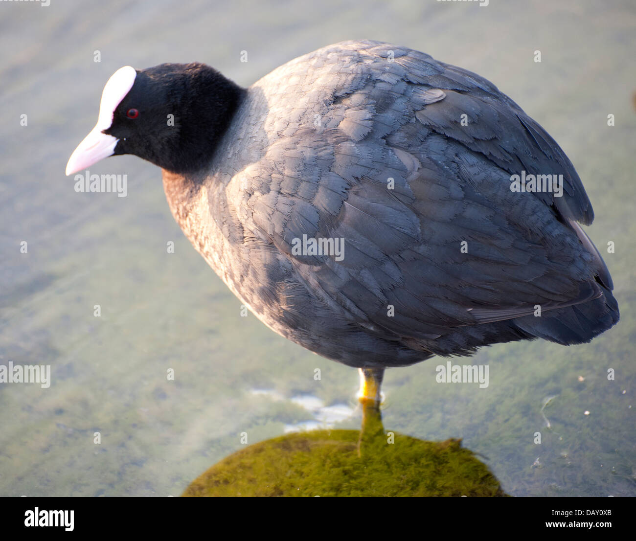 Juvenile Blässhuhn stehend im Wasser Nahaufnahme und ein paar Blässhühner im Teich stehen Stockfoto