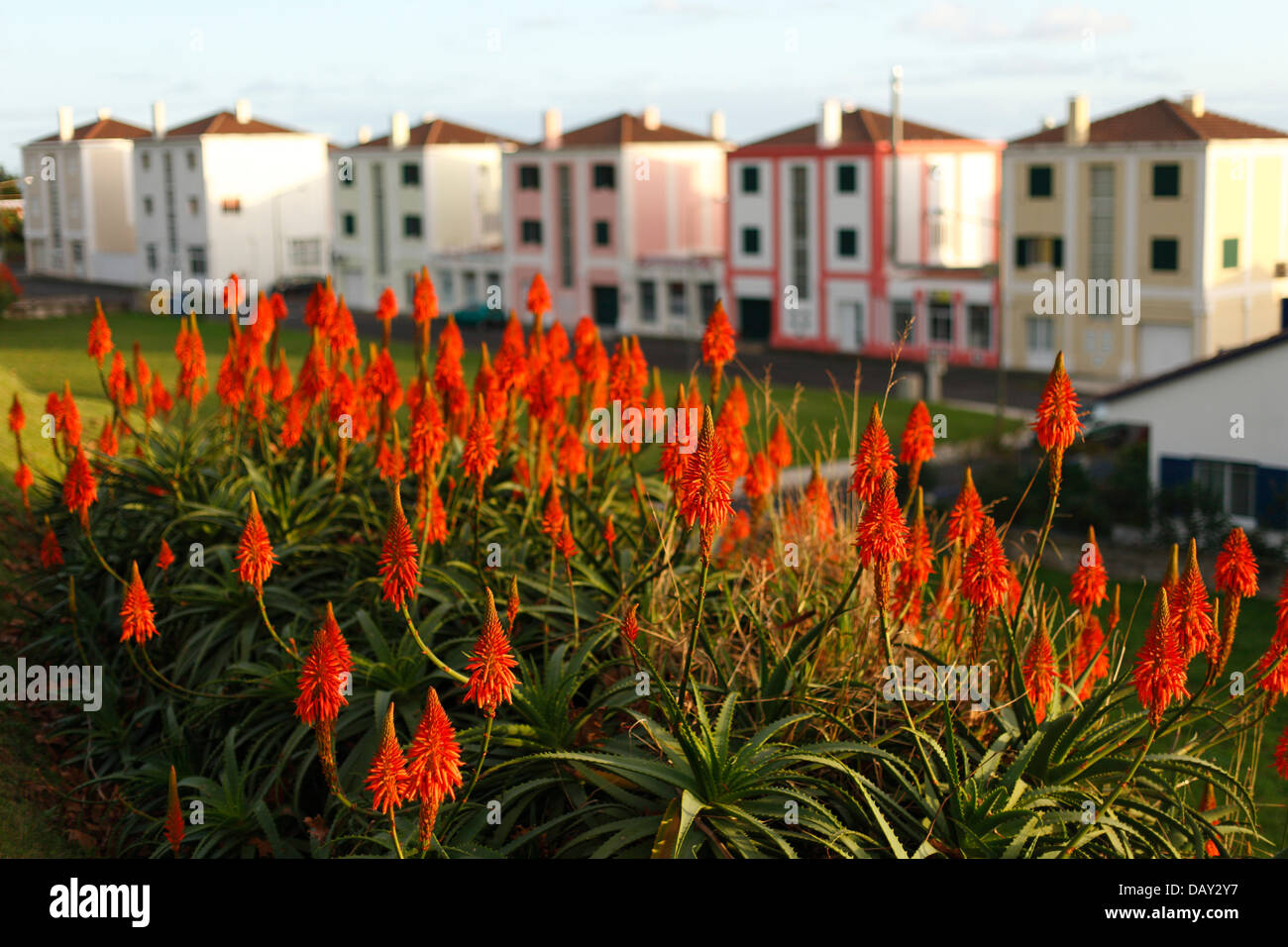 Aloe Blumen blühen vor einer Reihe von ähnlichen Häusern. Azoren, Portugal. Stockfoto