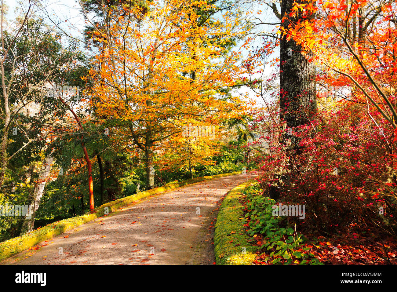 Herbstfarben im Parque Terra Nostra. Azoren, Portugal Stockfoto