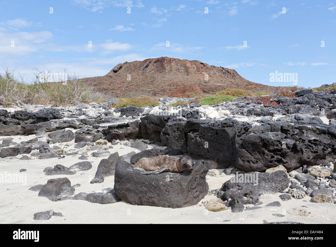 Galapagos-Seelöwen, Zalophus Wollebaeki, Chinese Hut Insel Santa Cruz Insel, Galapagos-Inseln, Ecuador Stockfoto