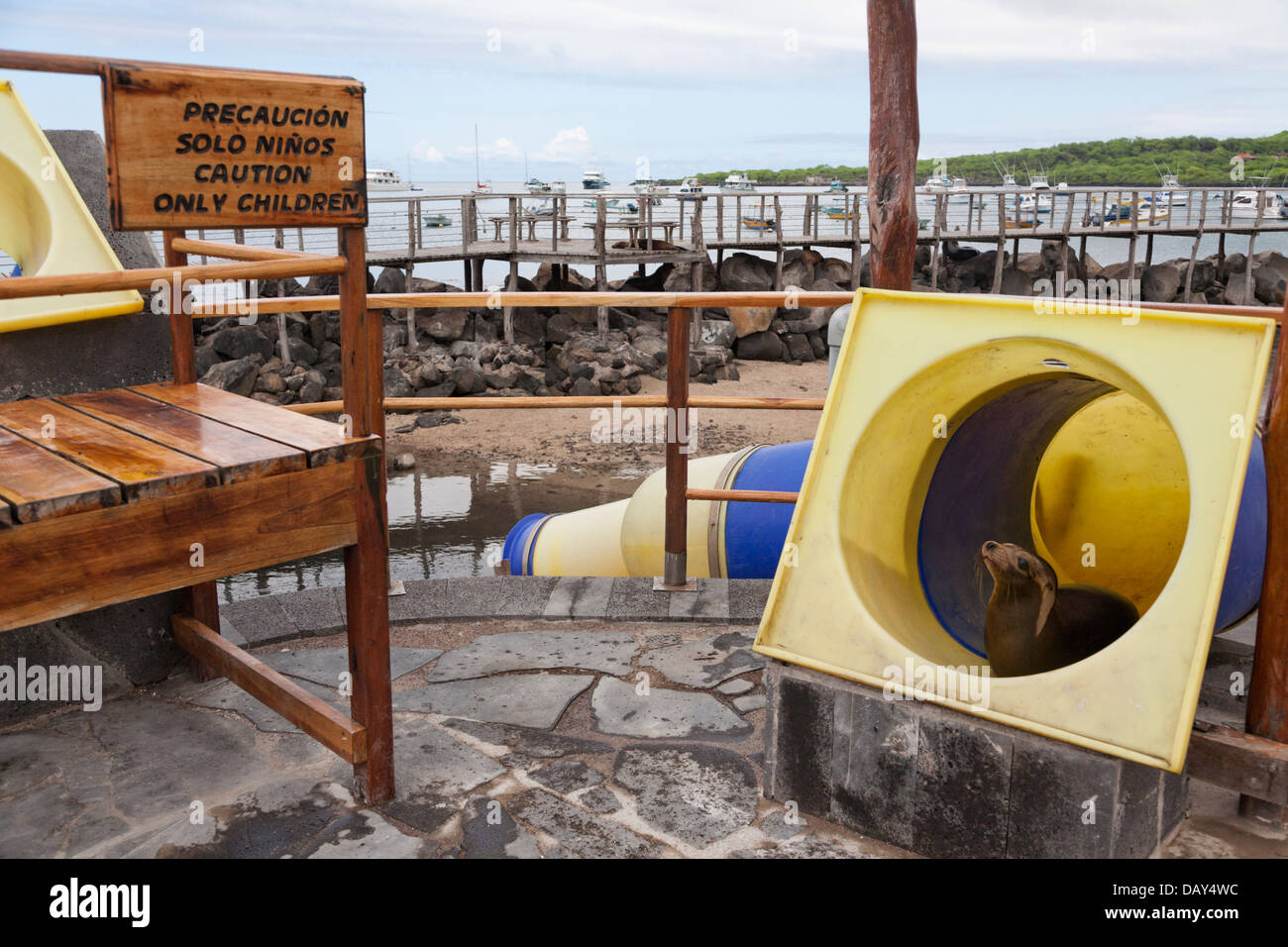 Seelöwen, Wasserrutsche, Puerto Baquerizo Moreno, San Cristobal Insel, Galapagos-Inseln, Ecuador Stockfoto