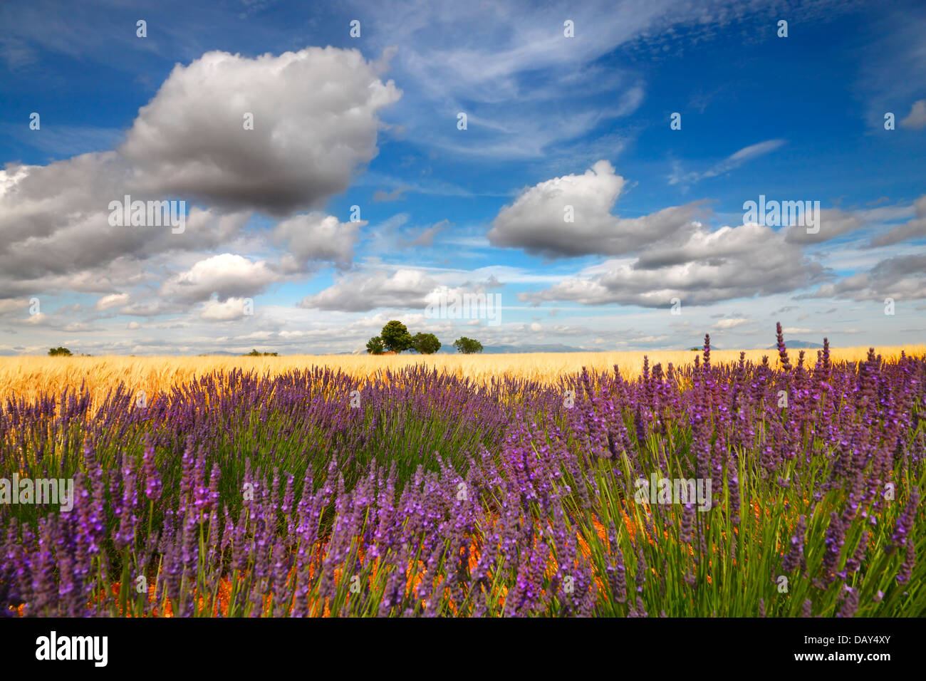 Lavendel-Feld mit schönen Wolken, Provence Frankreich. Stockfoto