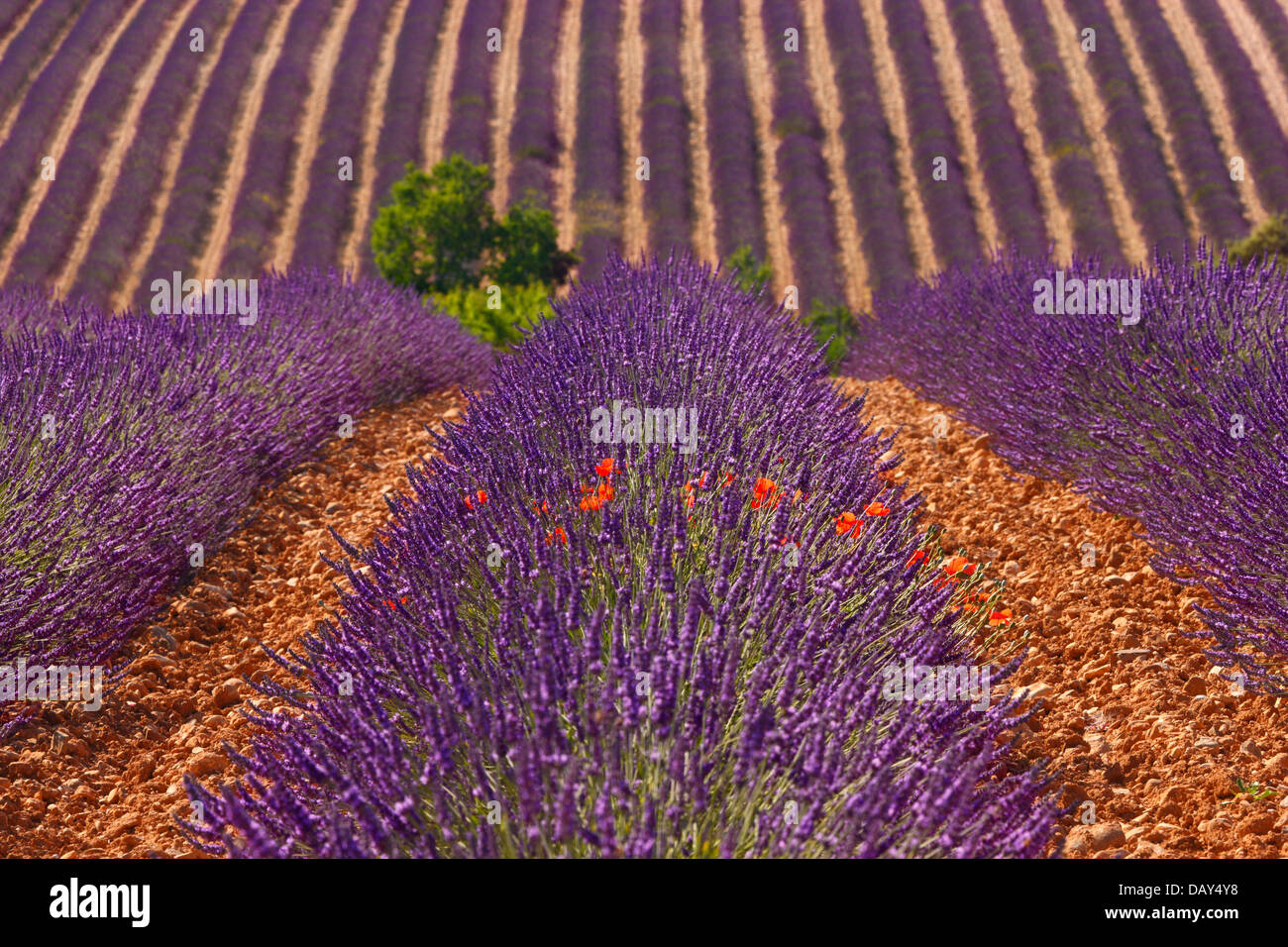 Lavendel Provence Stockfoto