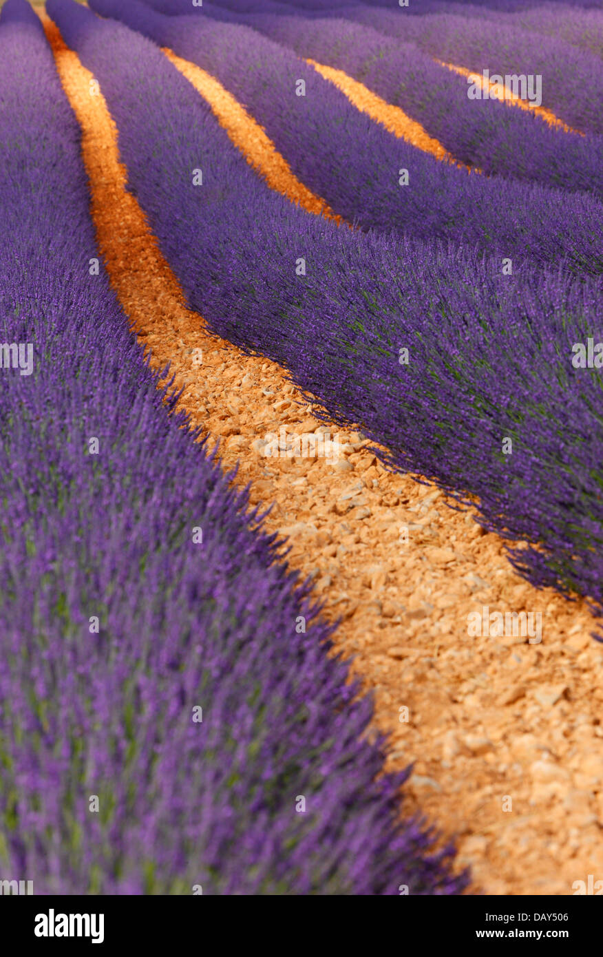 Lavendel Feld, Provence Stockfoto