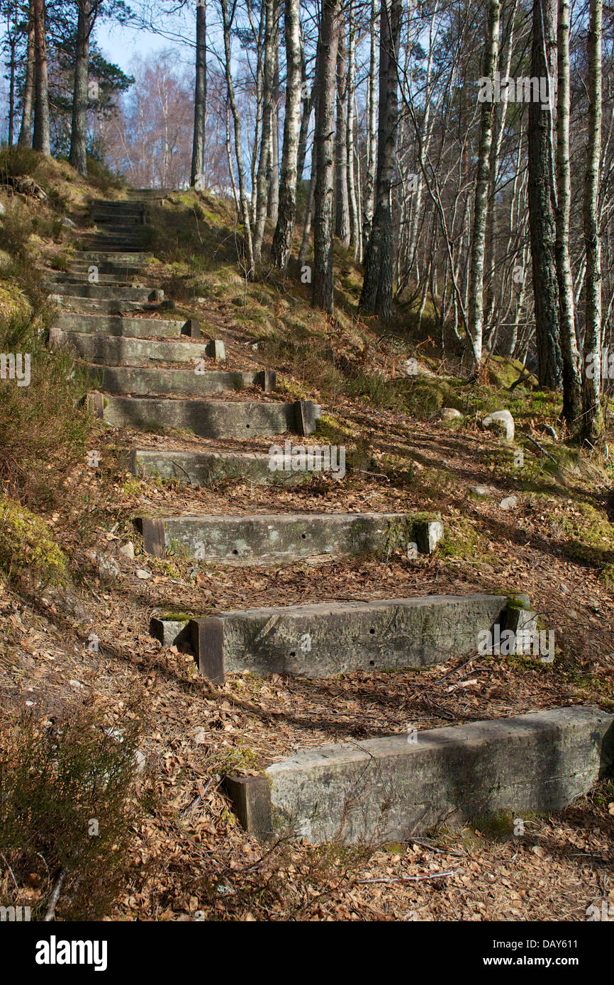 Schritte auf einem Wald-Wanderweg in der Nähe von Garve, Easter Ross Stockfoto