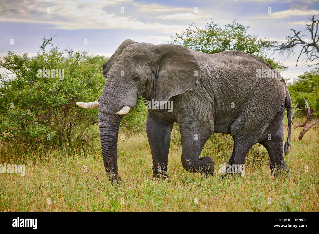 aggressive alten männlichen afrikanischen Bush Elefant (Loxodonta Africana), Chitabe, Okavango Delta, Botswana, Afrika Stockfoto