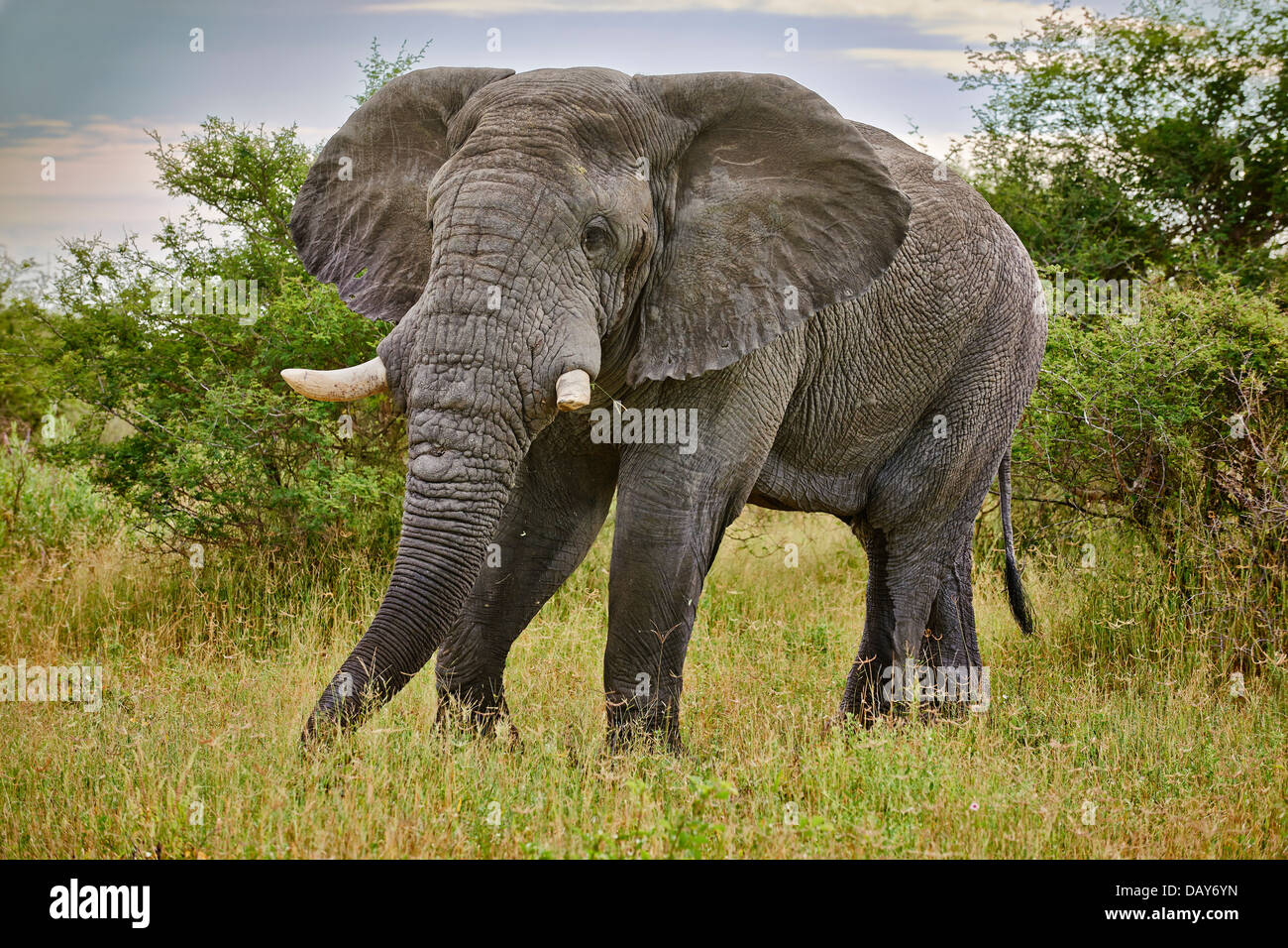 aggressive alten männlichen afrikanischen Bush Elefant (Loxodonta Africana), Chitabe, Okavango Delta, Botswana, Afrika Stockfoto