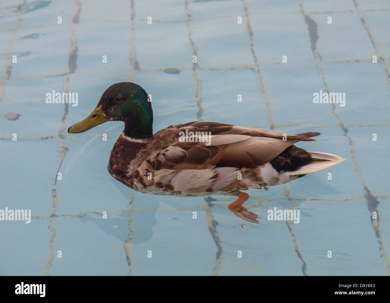 Ente Vogel wissenschaftlichen Name Animalia Chordata Aves Anseriformes Anatidae Stockfoto