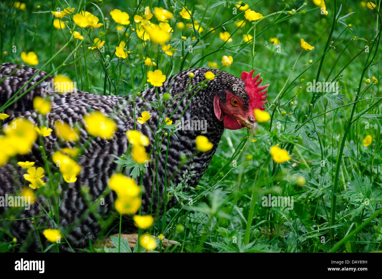 Plymouth Rock Huhn zu Fuß unter blühenden gelben Butterblume Blumen, Maine Stockfoto