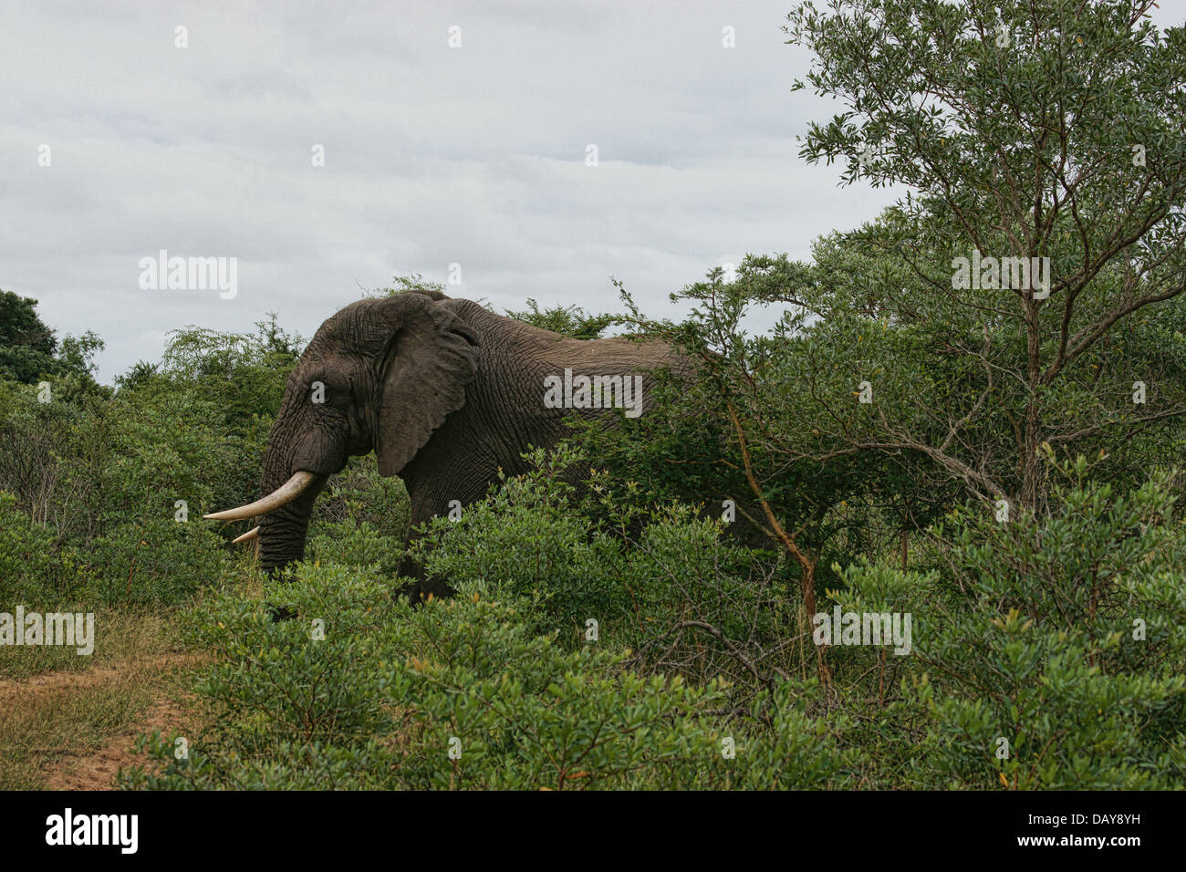 Afrikanischer Elefant Loxodonta africana Stockfoto