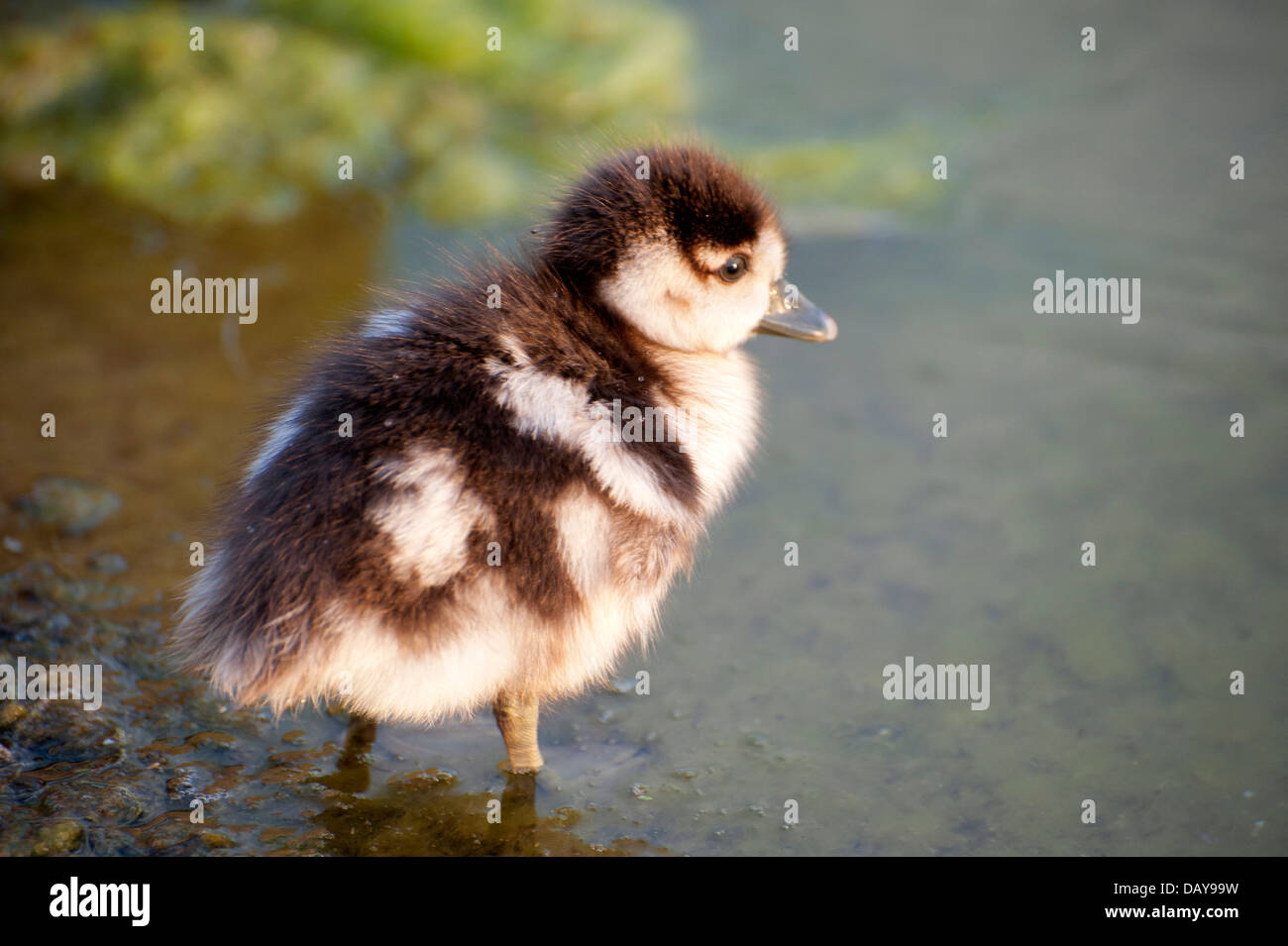 Fotoserie ägyptische Gänse: Porträts und Familie Schüsse mit Gänsel herrliche Farben in den Kensington Gardens Stockfoto