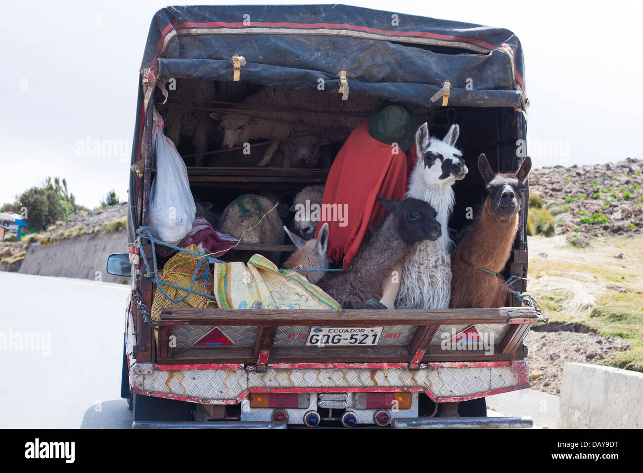 Ein LKW transportiert indigenen Quechua und Tiere zurück in die umliegenden Dörfer nach dem bunten Wochenmarkt in Zimbahua Stockfoto
