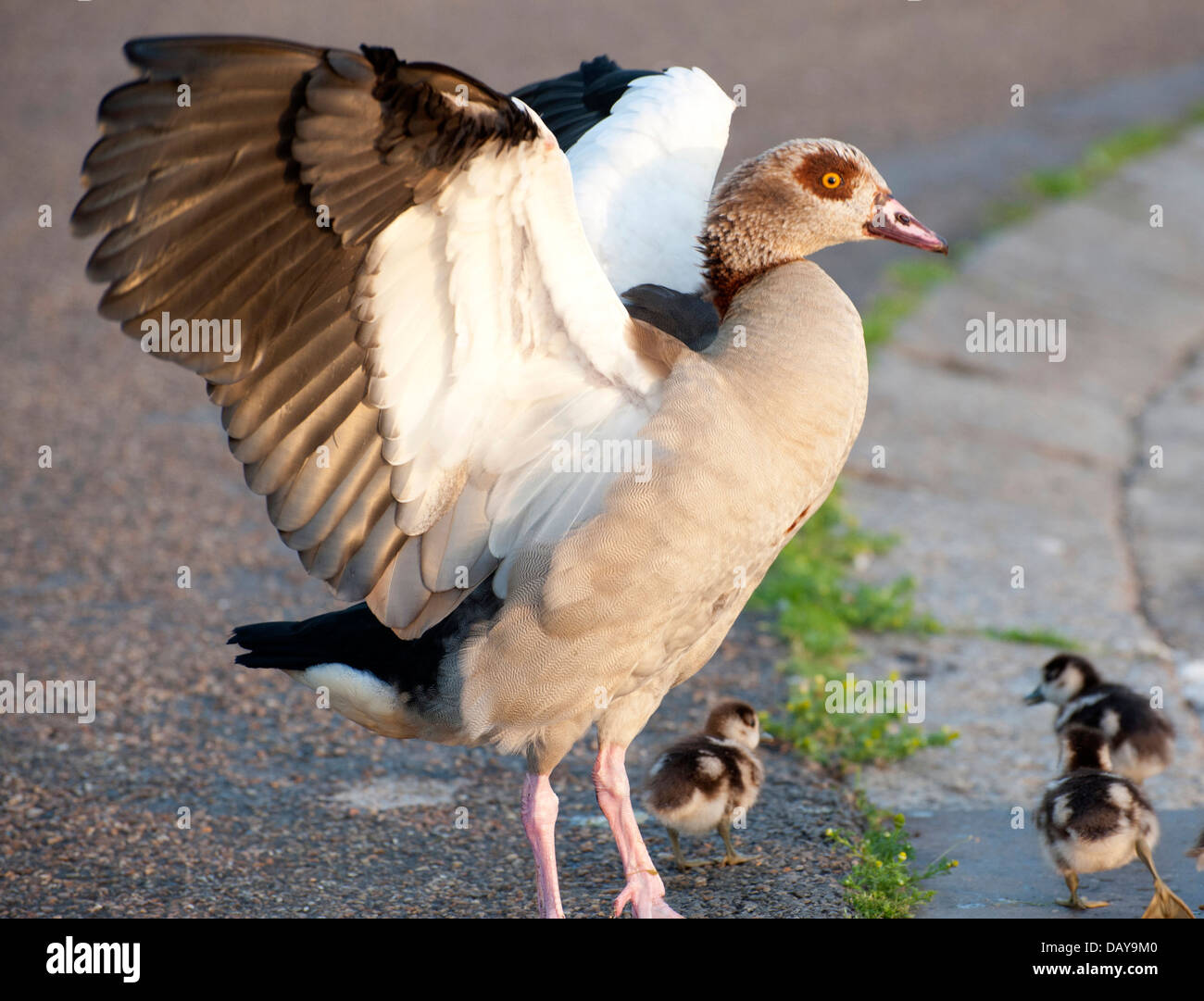 Fotoserie ägyptische Gänse: Porträts und Familie Schüsse mit Gänsel herrliche Farben in den Kensington Gardens Stockfoto