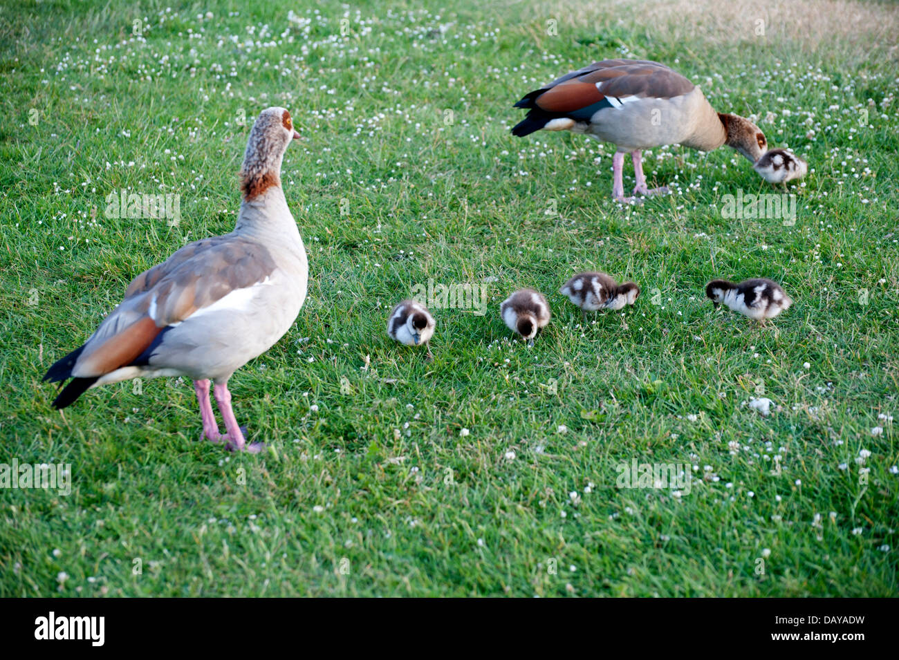 Fotos von Gänsen und Gooslings verschieden in den Kensington Gärten mit Rasen Hintergrund Kopfschüsse, Wandern Familie Baby auf dem Land Gans Stockfoto