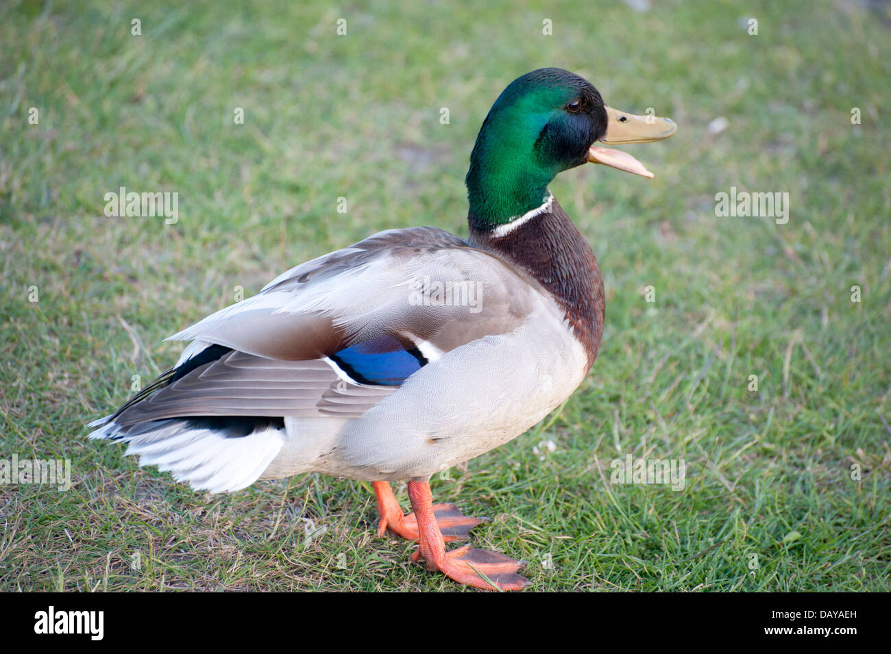 Stockente auf allen Seiten im Kensington Palace Gardens London auf dem Rasen Land genommen Stockfoto