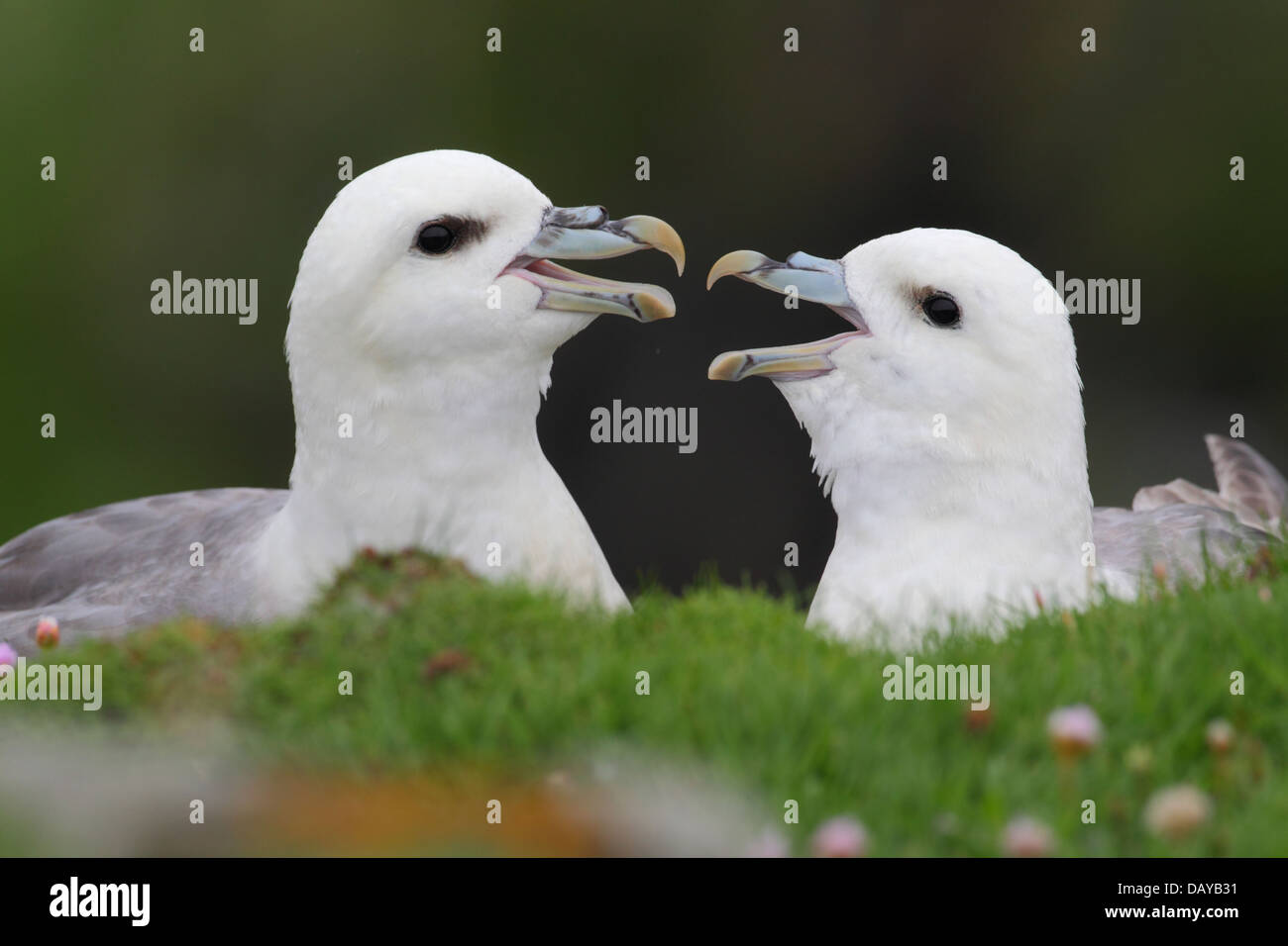 Nördlichen Fulmar Fulmarus Cyclopoida oder Arktis Fulmar in Shetland, Schottland, Vereinigtes Königreich Stockfoto