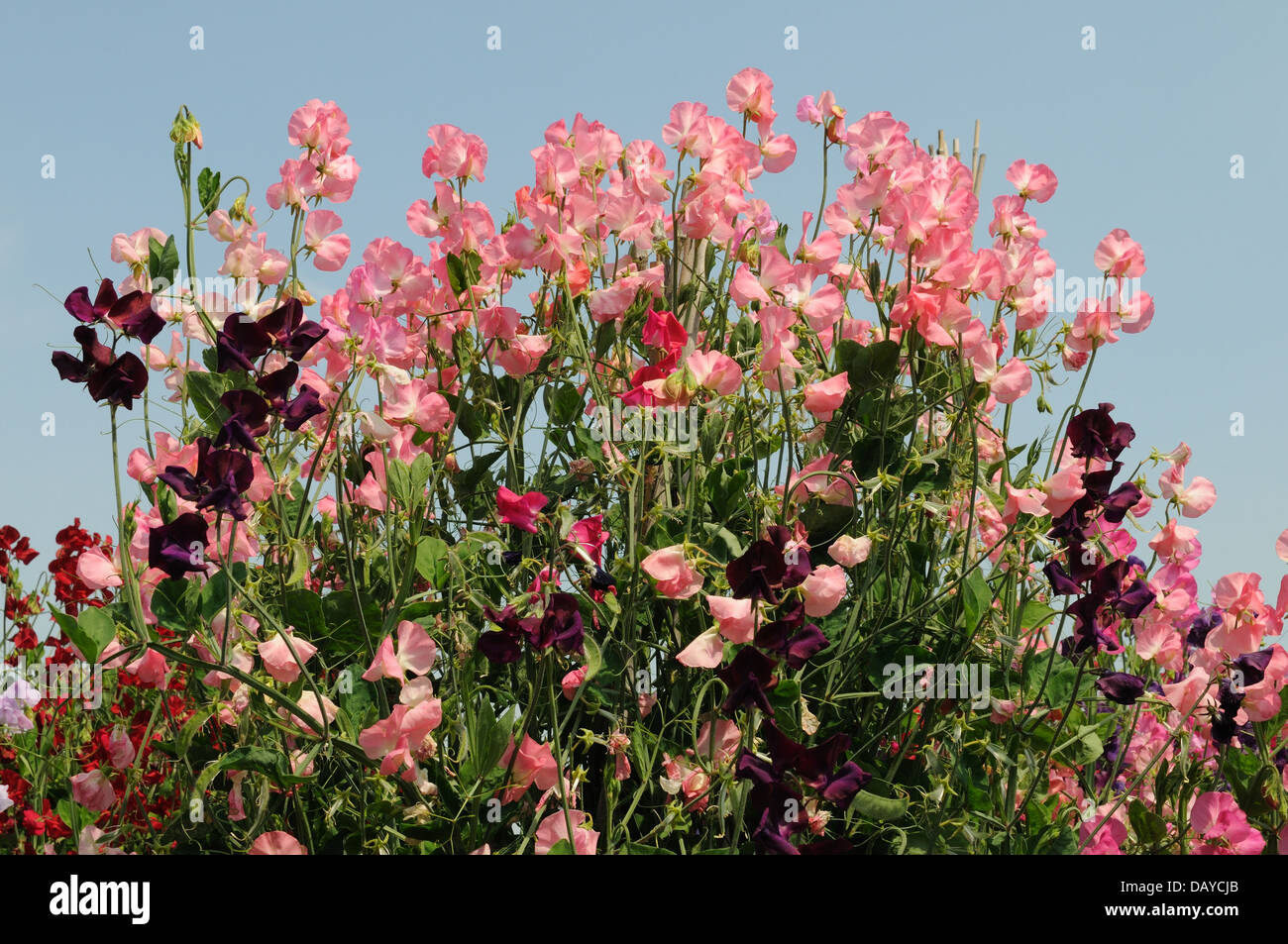 Süße Erbsen Platterbse man rosa und rot vor blauem Himmel in einem Landschaftsgarten Stockfoto