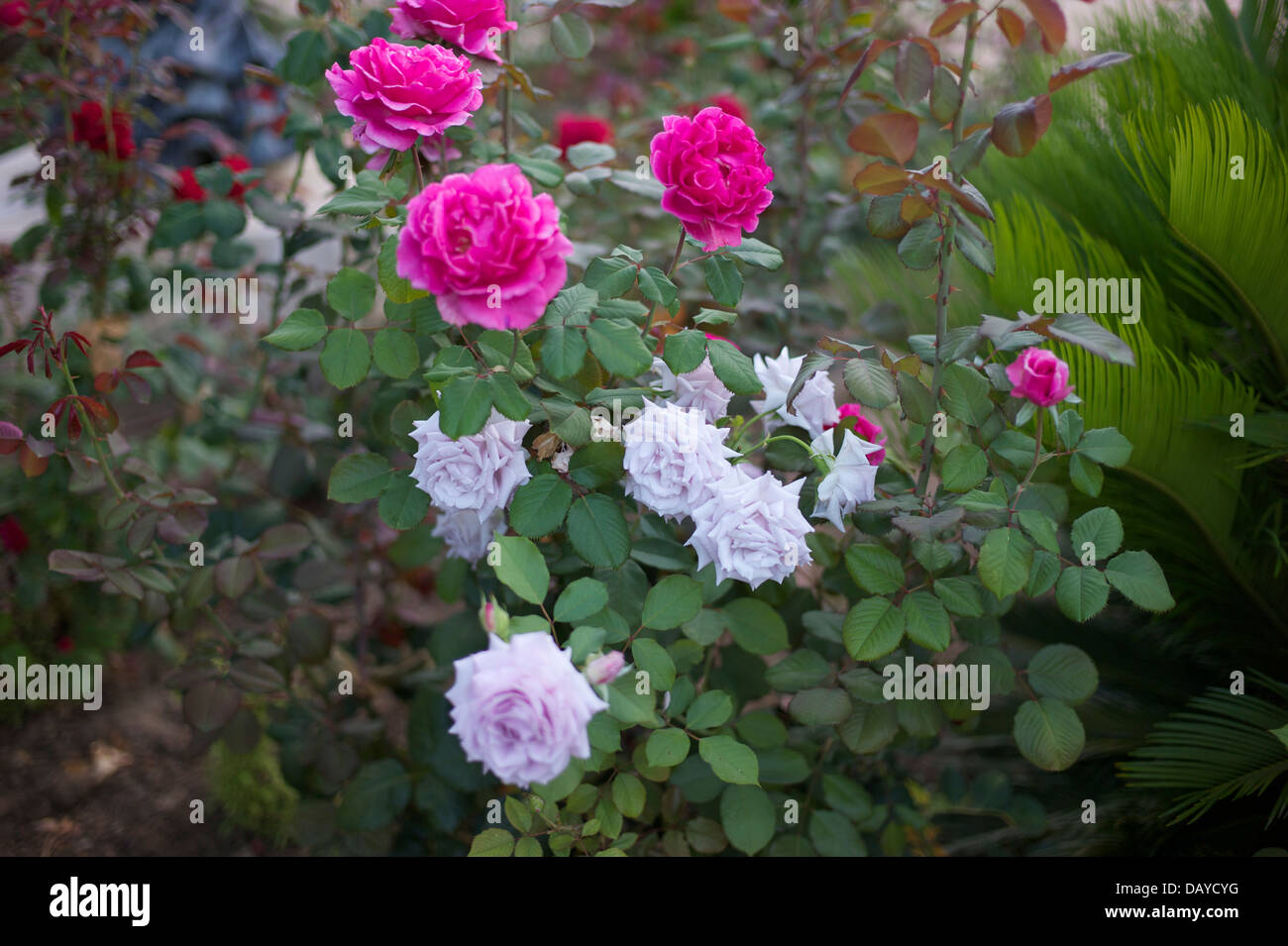 Rose, Blume, Blumen, rosa, weiß, Garten, frische, Schönheit, Stockfoto