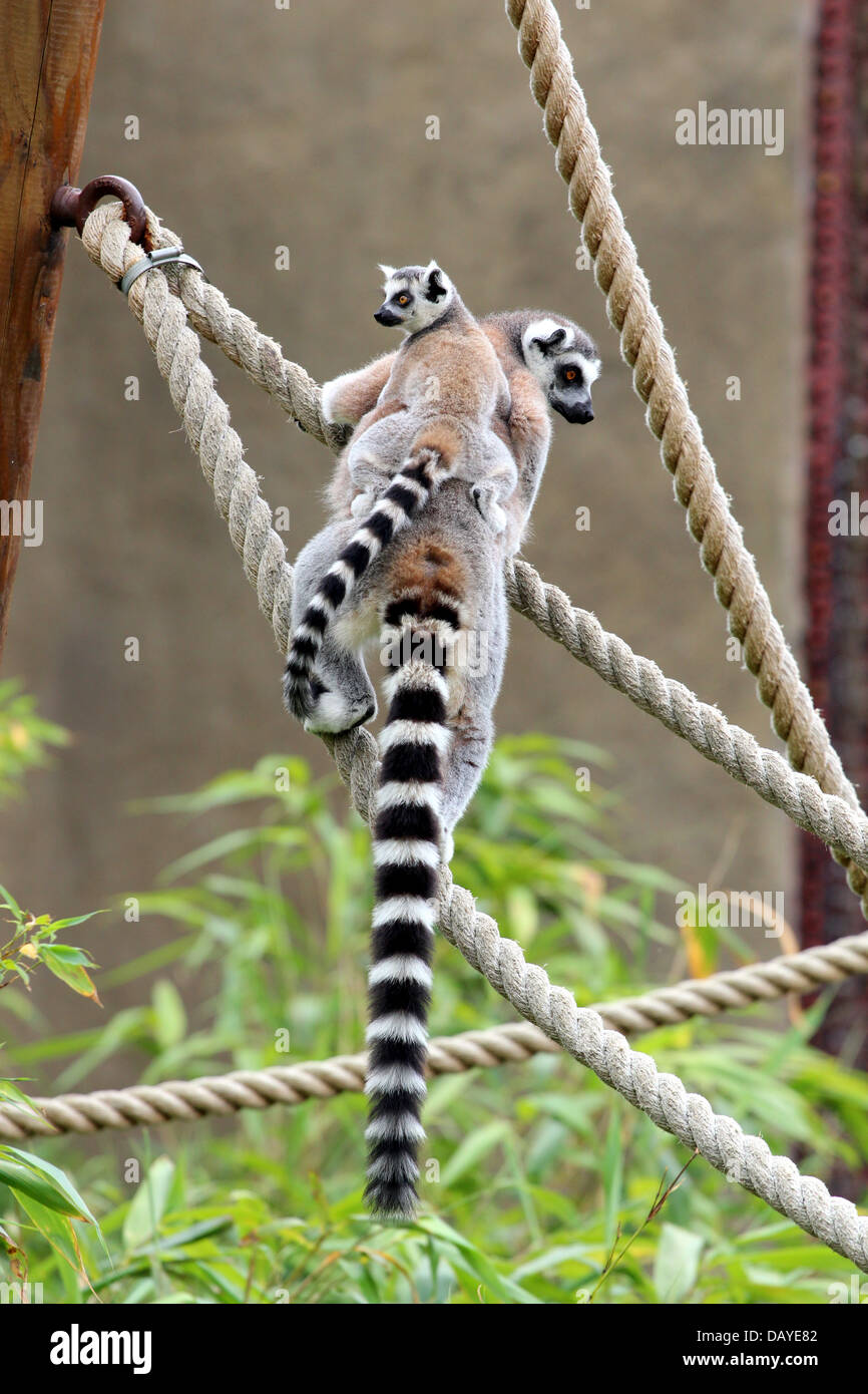 Katta mit ihrem Baby n Rücken im Colchester Zoo. Stockfoto