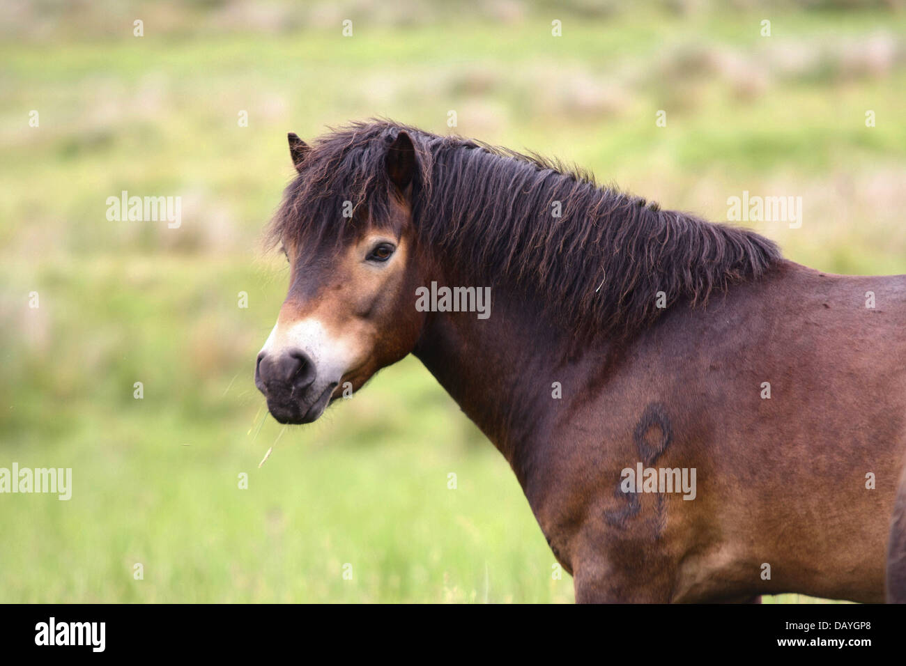 Exmoor Ponys Stockfoto