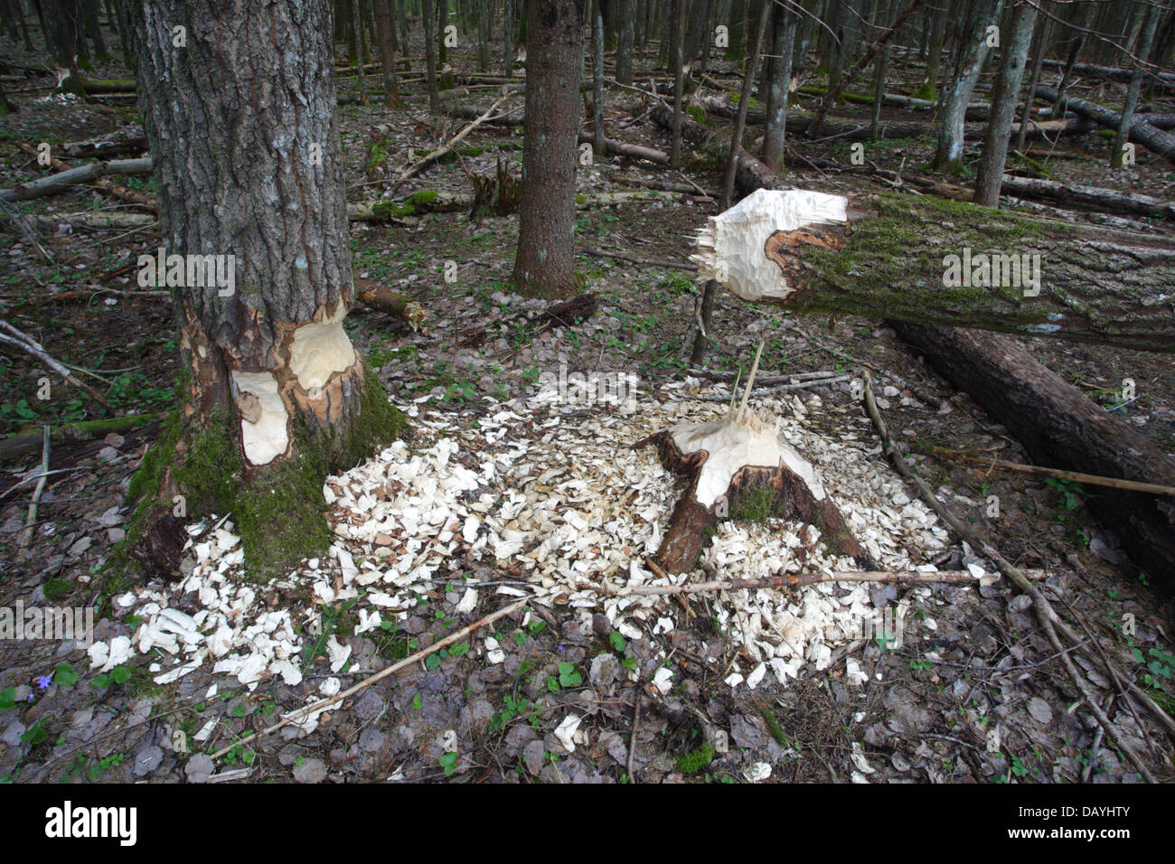 Biber (Castor Fiber) beschädigt Bäume im Wald, Estland, Europa Stockfoto