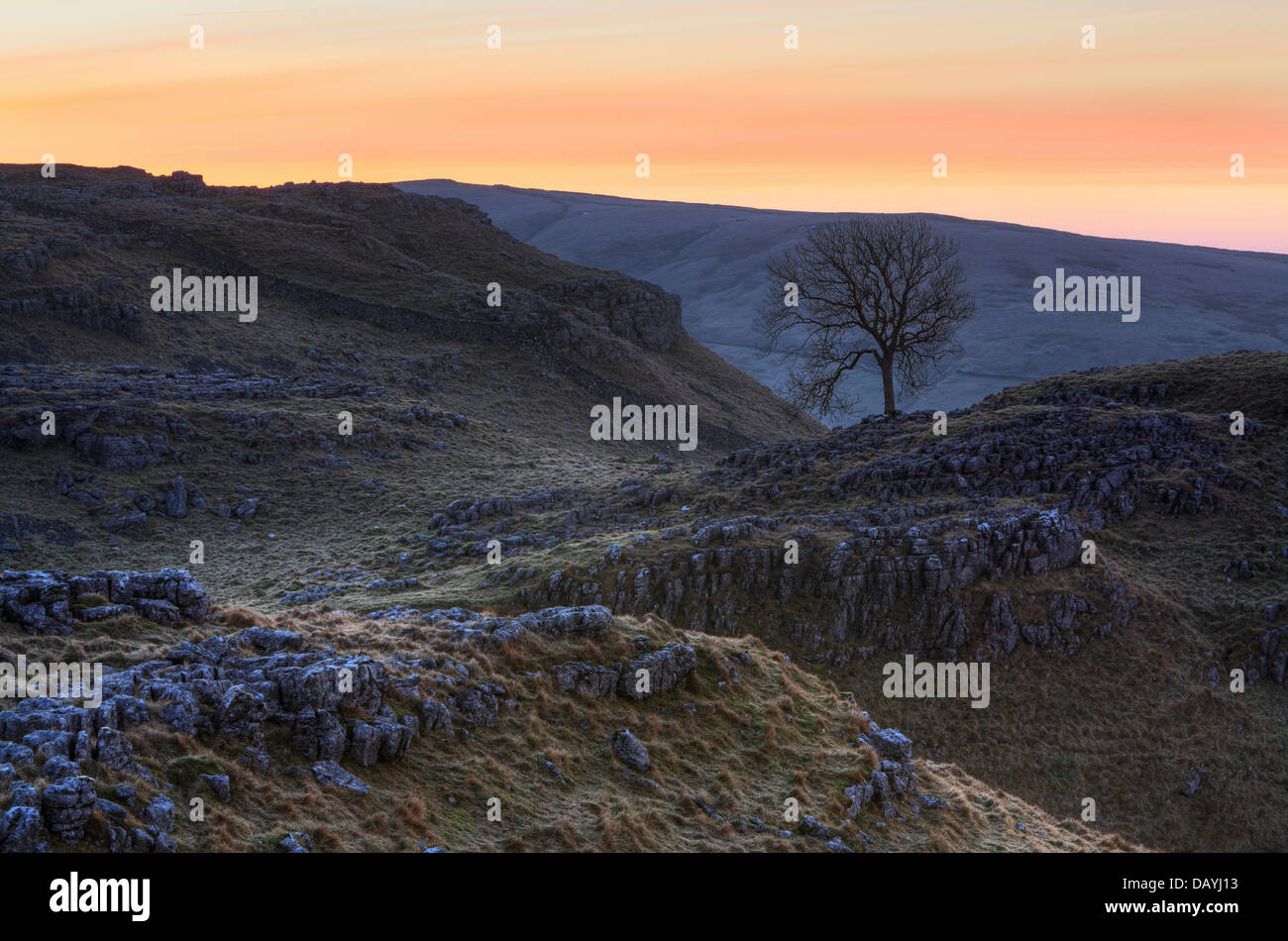 Einsamer Baum bei Sonnenaufgang auf Malham Lings in Malhamdale, Yorkshire, England Stockfoto