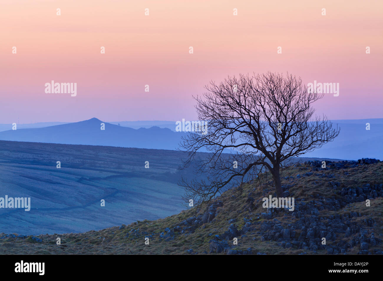 Einsamer Baum bei Sonnenaufgang auf Malham Lings in Malhamdale, Yorkshire, England Stockfoto