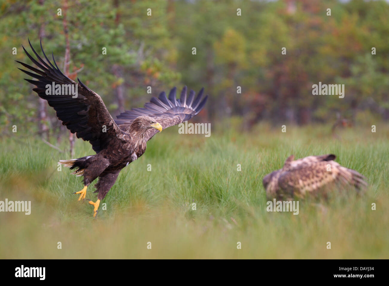 Seeadler (Haliaeetus Horste) springen Stockfoto