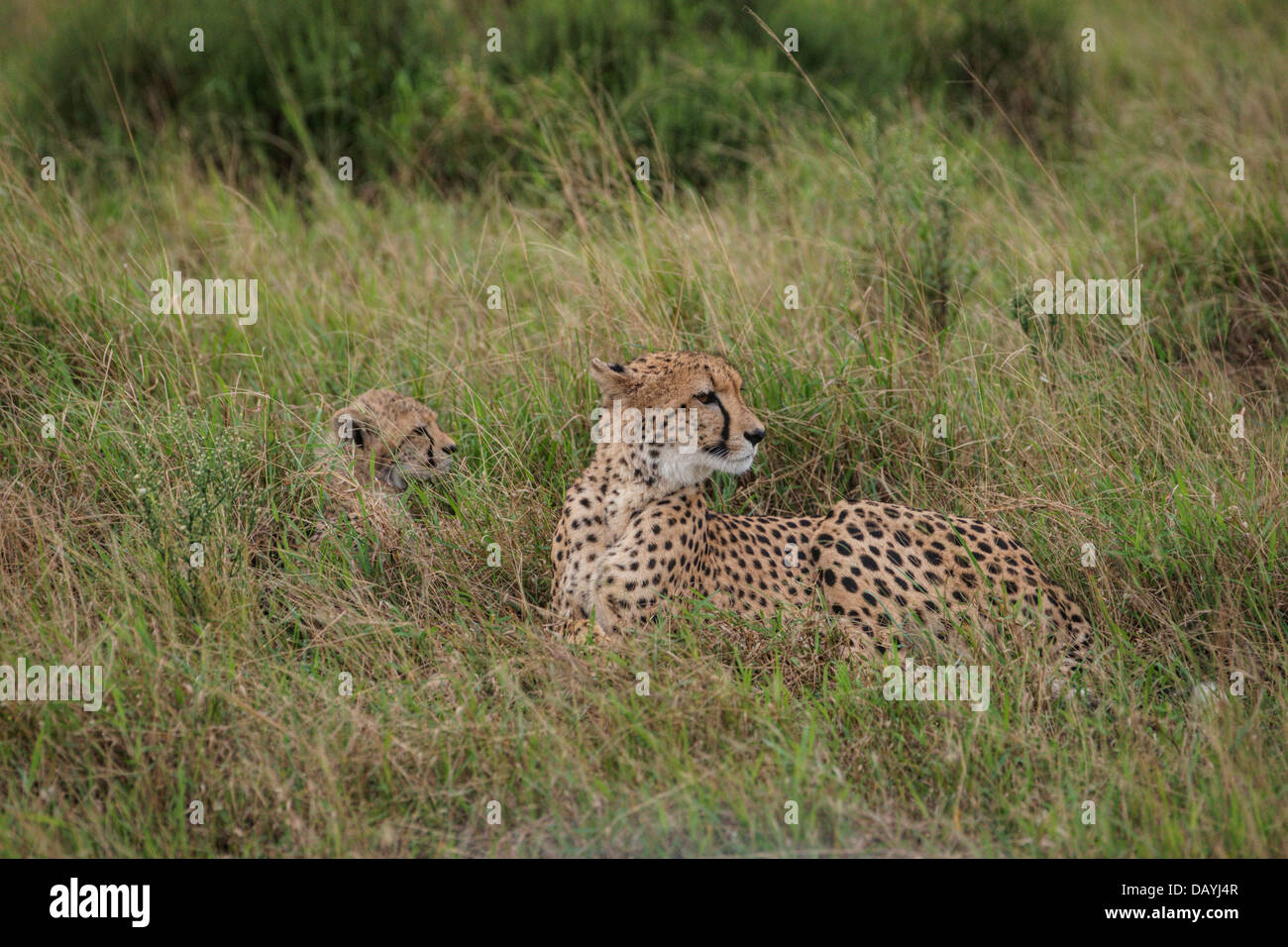 Gepard (Acinonyx Jubatus) Mutter und Baby ruht in den Rasen. Südafrika Stockfoto