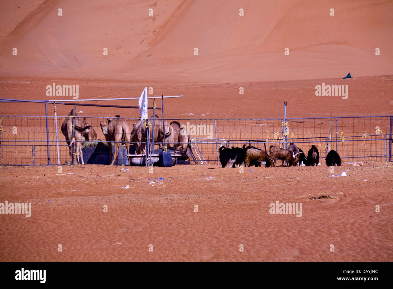Beduinen-Camp, Sharqiya (Wahiba) Sand, zwischen Muscat und Sur, zentralen Oman Stockfoto