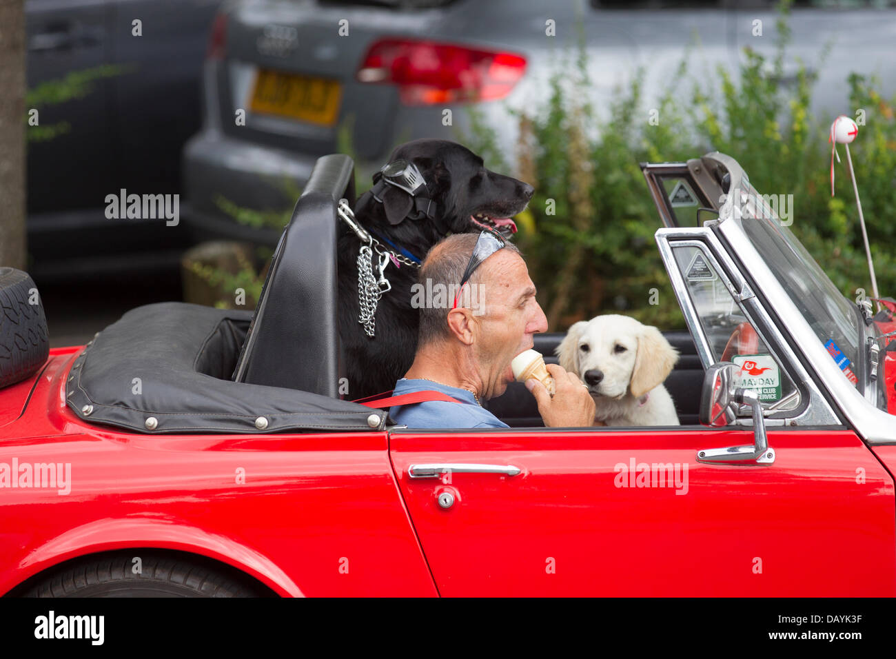 Bowness, UK. 21. Juli 2013. Bowness, UK. 21. Juli 2013. Ein Hund scheint ein Eis in das heiße Sommerwetter in Bowness am Lake Windermere, UK sehnsüchtig suchen. Bildnachweis: Shoosmith Sammlung/Alamy Live-Nachrichten Stockfoto