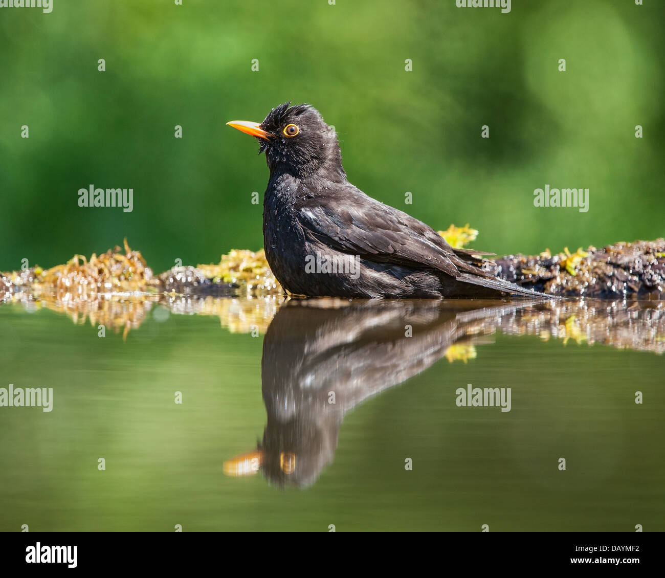 Amsel (Turdus Marula) in einem Foresst Pool Baden Stockfoto