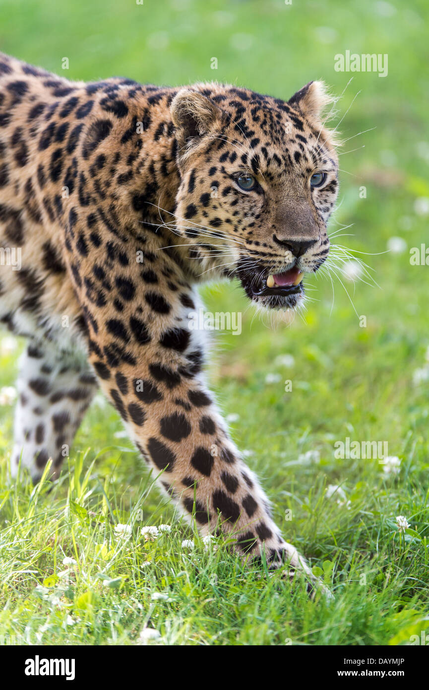 Amur-Leopard Stockfoto