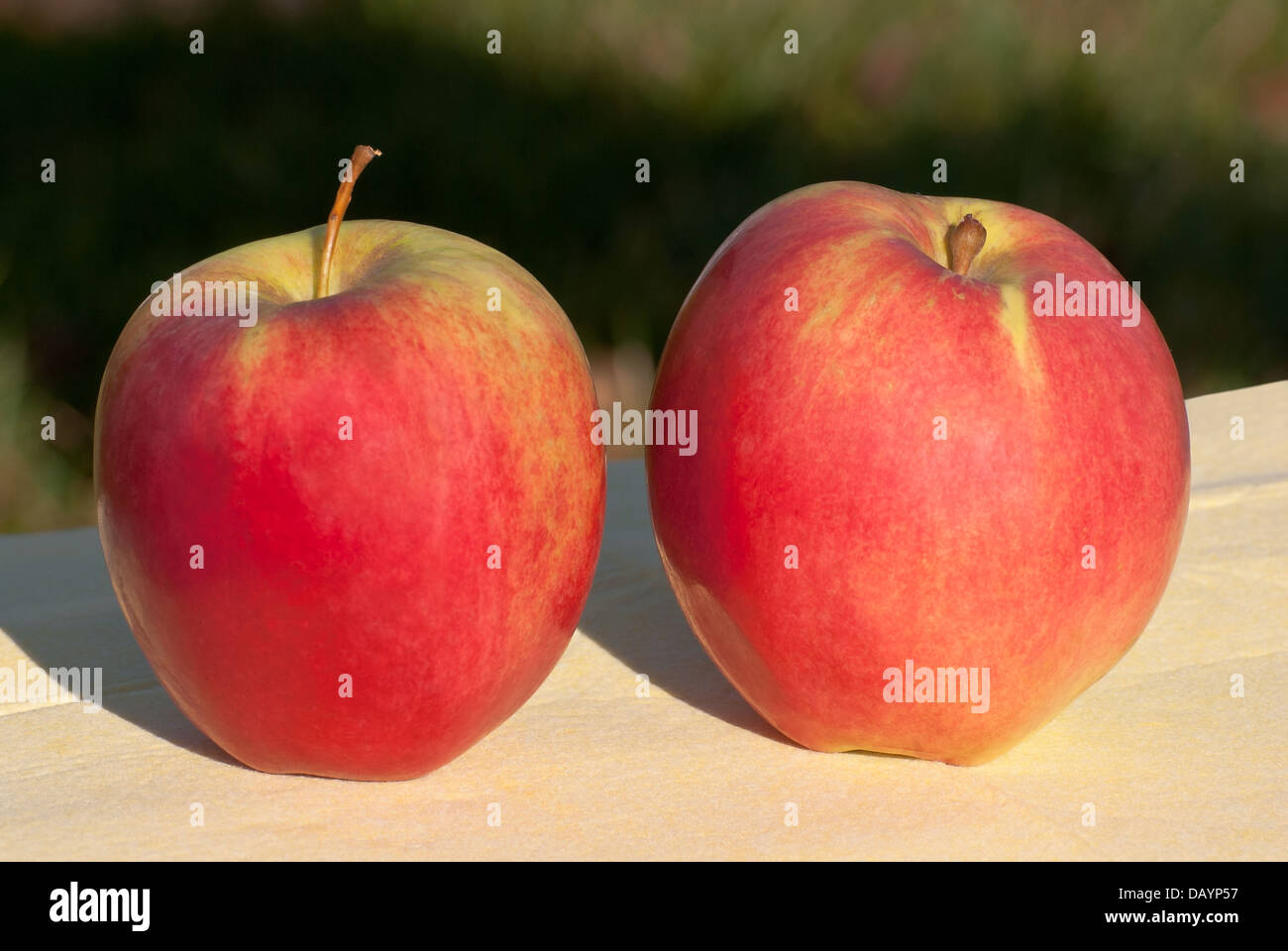 Rote saftige Äpfel neue Ernte auf dem Tisch. Stockfoto