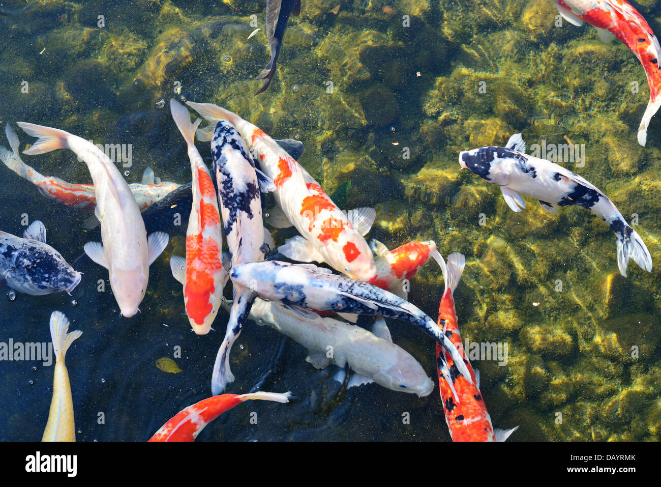 Koi-Teich in Nagoya, Japan. Stockfoto