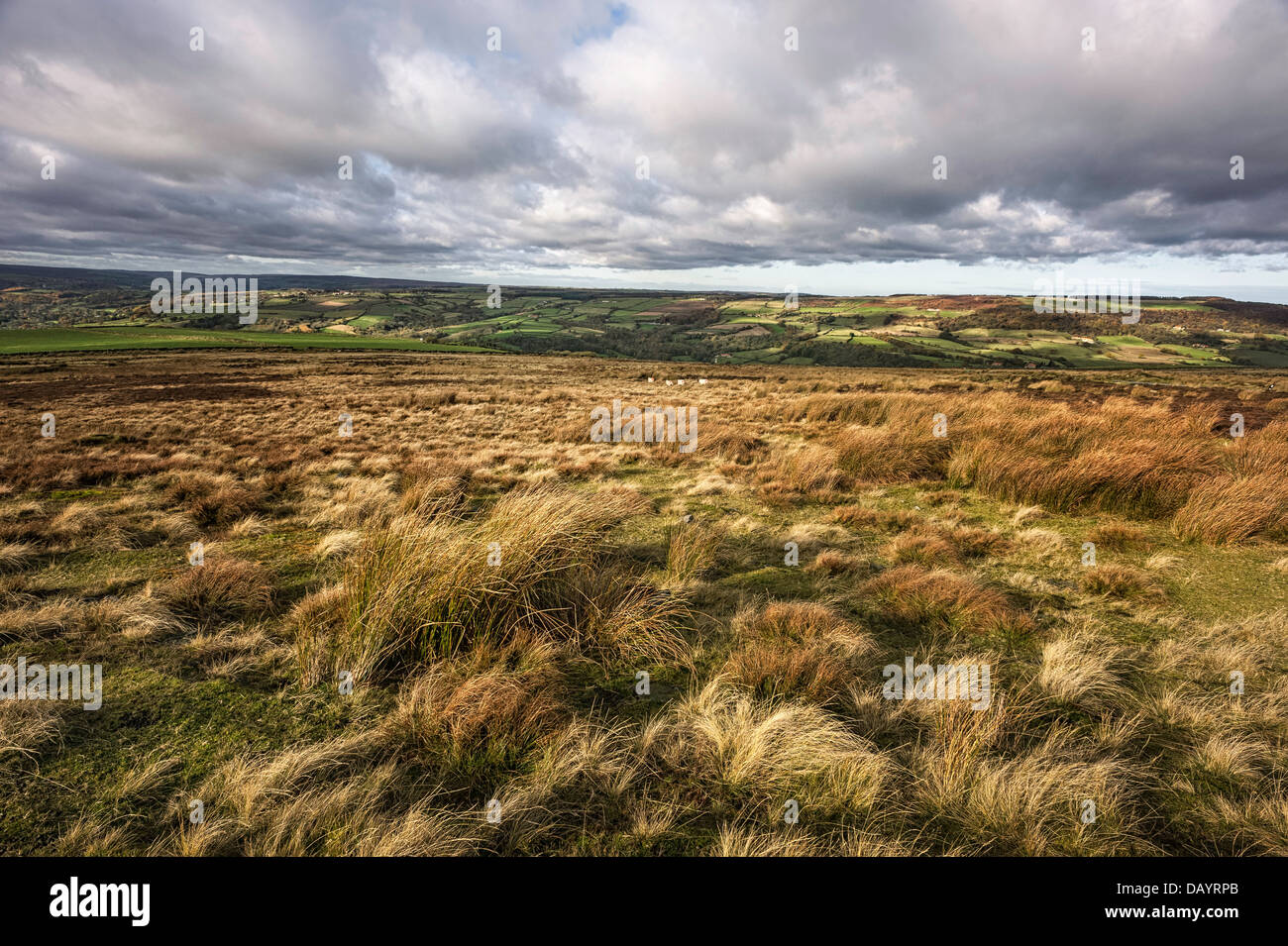 North York Moors an einem windigen morgen zeigen, Wollgras, Heidekraut und Schafe mit Feldern in der Nähe des Horizonts, Yorkshire, Großbritannien. Stockfoto