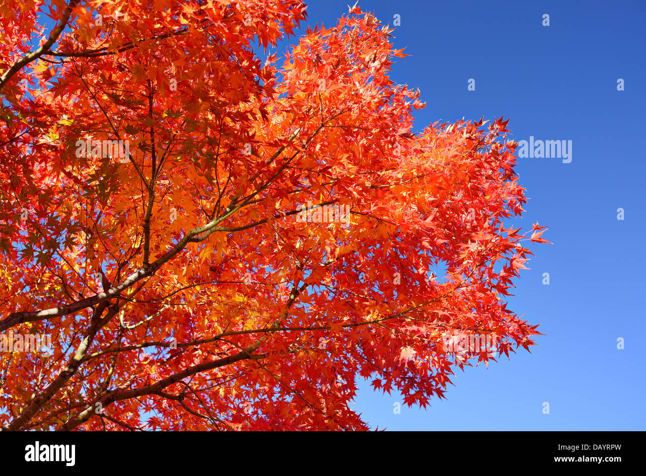 Herbstlaub am in Nagoya, Japan. Stockfoto