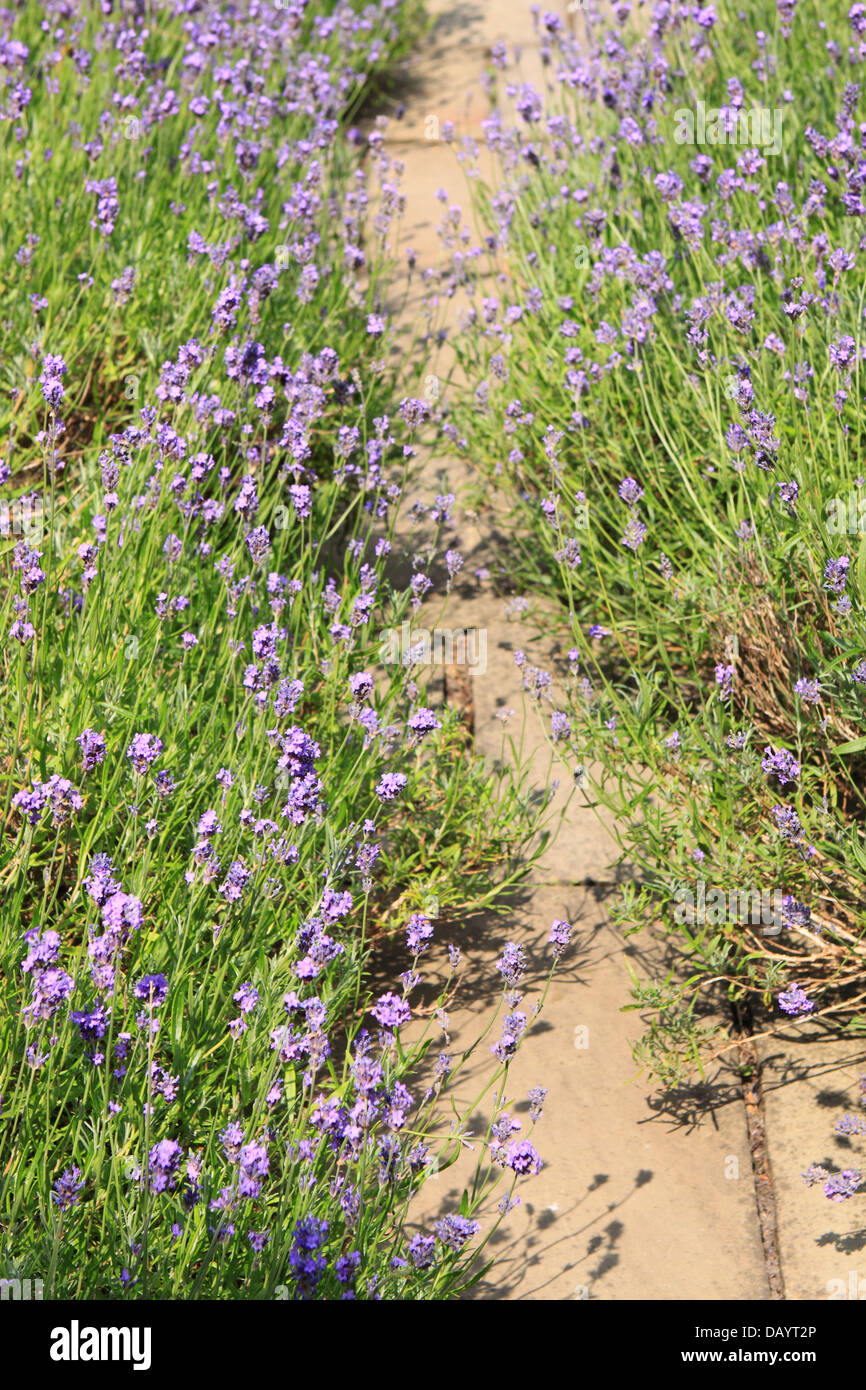 Lavendel-Gartenweg durch Lavendel Büsche UK Stockfoto