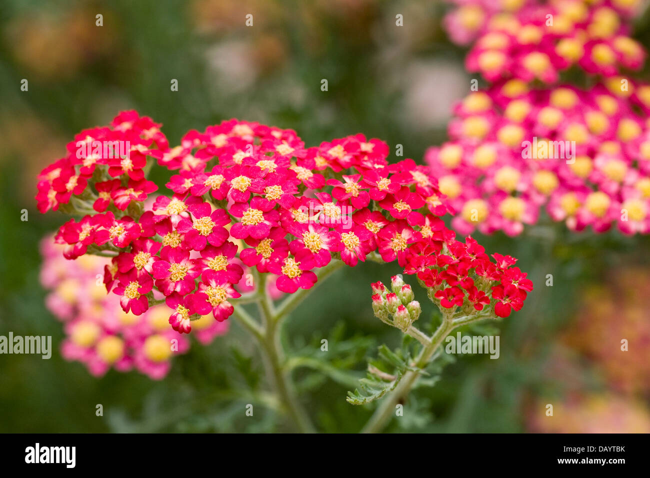 Achillea Millefolium 'Red Velvet'. Schafgarbe, die im Garten wachsen